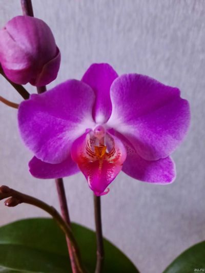Лот: 18343086. Фото: 1. Орхидея. Горшечные растения и комнатные цветы