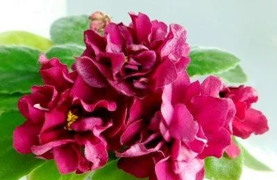 Лот: 10606817. Фото: 1. Фиалка ЕК-Шахиня (стартер). Горшечные растения и комнатные цветы