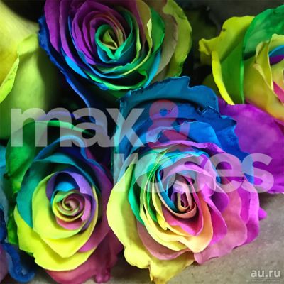 Лот: 9051904. Фото: 1. Радужные розы прямиком из Эквадора... Свежие цветы