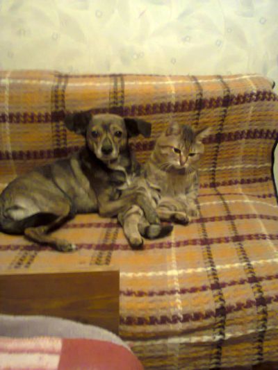 Лот: 5289032. Фото: 1. отдам собаку и кота. Собаки, щенки