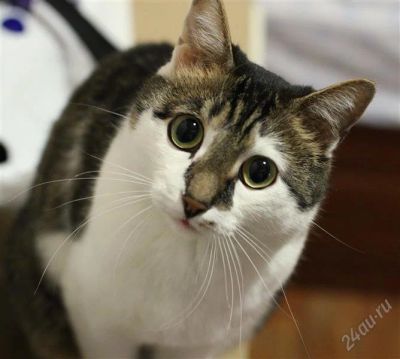 Лот: 905653. Фото: 1. Отдам кота. Кошки, котята