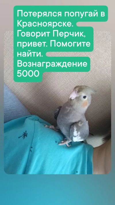 Лот: 25521211. Фото: 1. Потерялся попугай карелла. 5000. Другое (растения и животные)