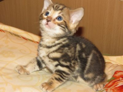 Лот: 3753421. Фото: 1. Бенгал в разведение Продан. Кошки, котята