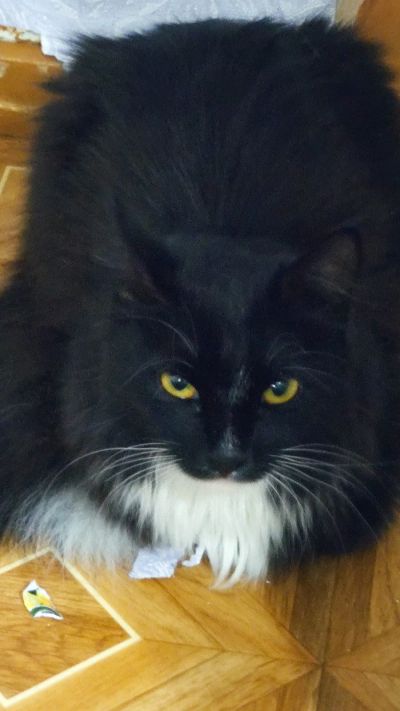 Лот: 16275700. Фото: 1. Кошка. Кошки, котята