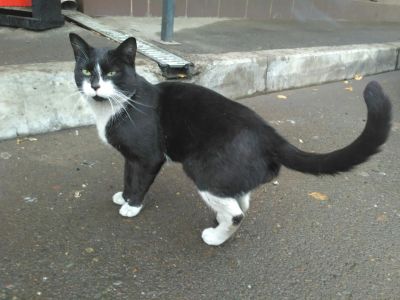 Лот: 8259301. Фото: 1. Пожалуйста приютите котика , прибился... Кошки, котята
