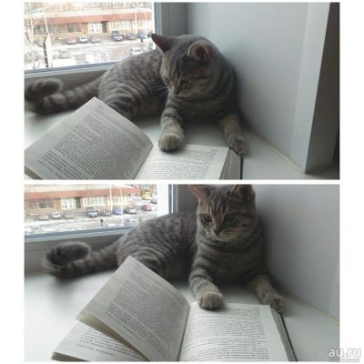 Лот: 13390190. Фото: 1. Срочно подарю кота Британца. Кошки, котята