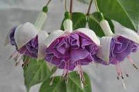 Лот: 3962561. Фото: 1. Фуксия махровая сорт Lenny-Ervin. Горшечные растения и комнатные цветы