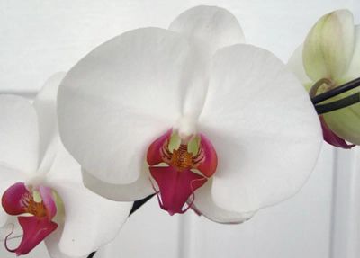 Лот: 6681513. Фото: 1. Орхидея фаленопсис "Red Lips... Горшечные растения и комнатные цветы