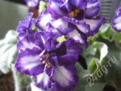 Лот: 571366. Фото: 1. Сортовая фиалка. Горшечные растения и комнатные цветы