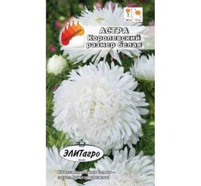 Лот: 11024125. Фото: 1. Астра Королевский размер Белая... Садовые цветы