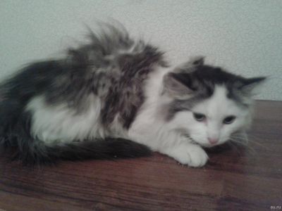 Лот: 10454527. Фото: 1. котята. Кошки, котята
