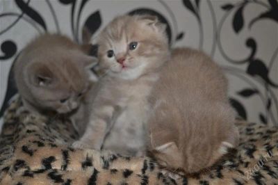 Лот: 2157715. Фото: 1. Шотландская вислоухая кошка. Кошки, котята