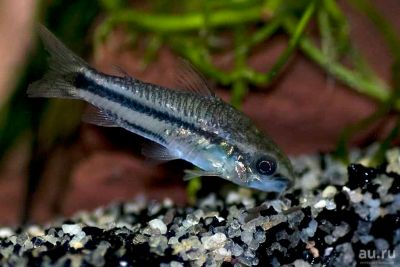 Лот: 16201252. Фото: 1. Коридорас пигмей (Corydoras pygmaeus... Рыбки