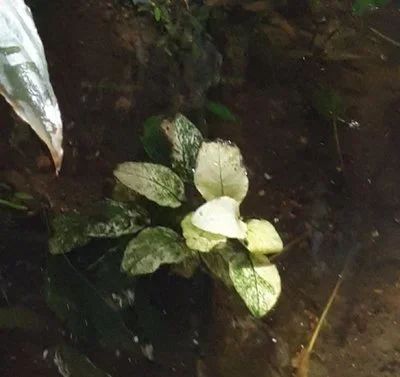 Лот: 14720855. Фото: 1. Анубиас нана вар."White". Водные растения