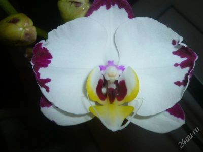 Лот: 2269098. Фото: 1. орхидея фаленопсис (7) цветёт. Горшечные растения и комнатные цветы