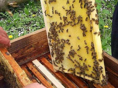 Лот: 4592891. Фото: 1. мед в сотах!выгодно!осталось 3рамки... Мёд, продукты пчеловодства