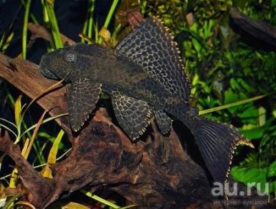 Лот: 16204733. Фото: 1. Парчовый птеригоплихт (Pterygoplichthys... Рыбки