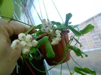 Лот: 11436660. Фото: 1. Хойя Ротундифлора( Ли Бурма). Горшечные растения и комнатные цветы