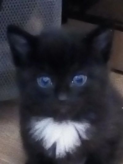 Лот: 12574679. Фото: 1. котик черный. Кошки, котята