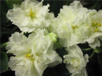 Лот: 1819413. Фото: 1. Лист сортовой фиалки "Lemon Kisses... Горшечные растения и комнатные цветы