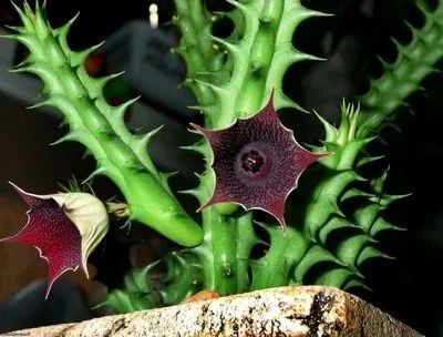 Лот: 12159333. Фото: 1. Гуэрния Кактус,суккулент.цветет... Горшечные растения и комнатные цветы