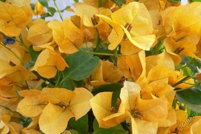 Лот: 12662647. Фото: 1. Бугенвиллея - California Gold. Горшечные растения и комнатные цветы