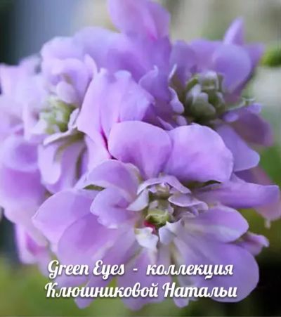 Лот: 9648416. Фото: 1. Пеларгония плющелистная Green... Горшечные растения и комнатные цветы