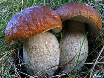 Лот: 2397616. Фото: 1. Белые грибы. Грибы