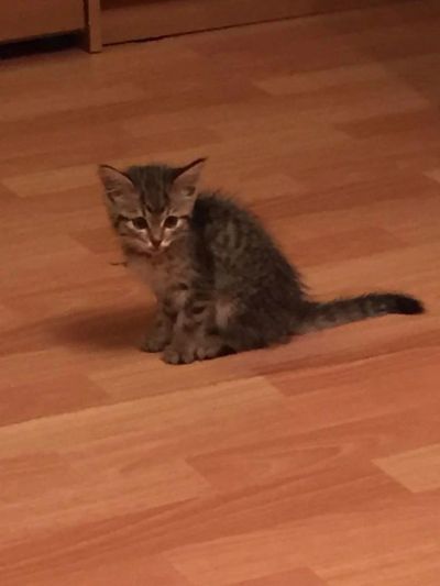 Лот: 7899041. Фото: 1. Отдам котенка в хорошие, добрые... Кошки, котята