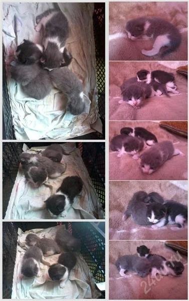 Лот: 2255894. Фото: 1. котята на пристрой!. Кошки, котята