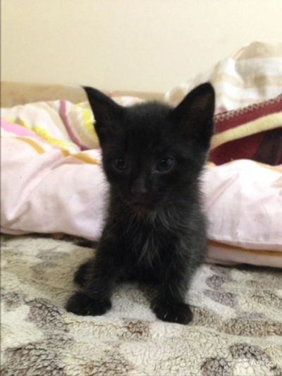 Лот: 8888205. Фото: 1. Отдам котенка. Кошки, котята