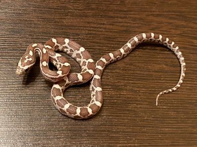 Лот: 16448917. Фото: 1. Маисовый полоз Moonstone phet... Остальные животные