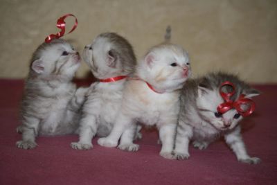 Лот: 5131406. Фото: 1. Котенок Шотландский. Кошки, котята