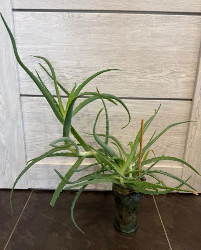 Лот: 21590696. Фото: 1. Алоэ/алое. Молодое растение. Горшечные растения и комнатные цветы