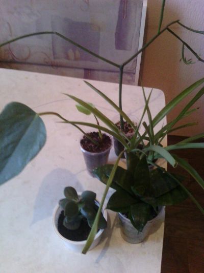 Лот: 7653965. Фото: 1. Пять растений с рубля 1. Горшечные растения и комнатные цветы