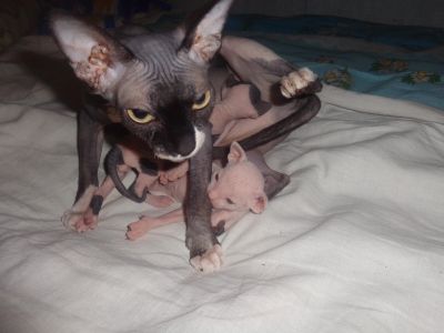 Лот: 11749931. Фото: 1. котята. Кошки, котята