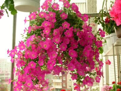 Лот: 4052401. Фото: 1. Ампельная петуния - Opera Supreme... Горшечные растения и комнатные цветы