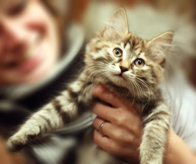 Лот: 3547336. Фото: 1. Подарим замечательное создание. Кошки, котята