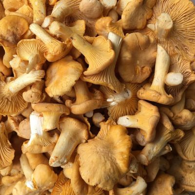 Лот: 16276093. Фото: 1. Грибы лисички свежие 10 л ведро. Грибы