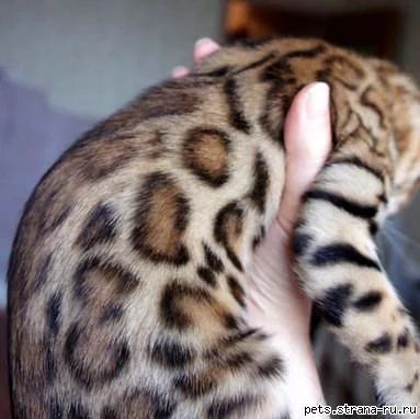Лот: 3268423. Фото: 1. Продам бенгальского котенка с... Кошки, котята