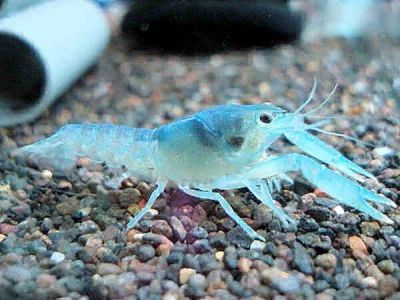 Лот: 2288414. Фото: 1. Кубинский рак (Procambarus cubensis... Моллюски, ракообразные, кораллы