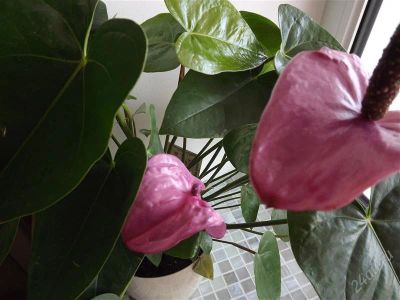 Лот: 2883113. Фото: 1. Антуриум Princess Amalia Purple. Горшечные растения и комнатные цветы