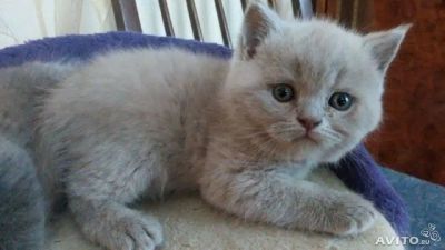Лот: 4520063. Фото: 1. Британская кошечка. Кошки, котята