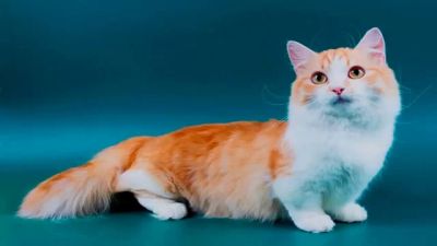 Лот: 12587817. Фото: 1. Куплю/приму в дар кошечку/кота... Корма