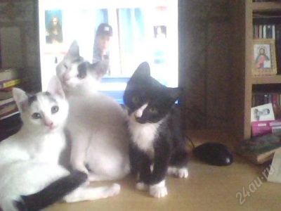 Лот: 1704551. Фото: 1. Отдам Котят в хорошие руки. Кошки, котята