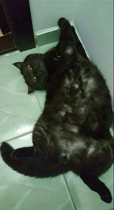 Лот: 11287195. Фото: 1. Британец. Кошки, котята