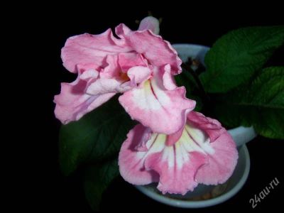 Лот: 1835593. Фото: 1. Стрептокарпус махровый Pink Souffle. Горшечные растения и комнатные цветы