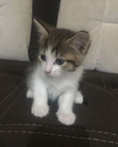 Лот: 16759271. Фото: 1. Котенок. Корма