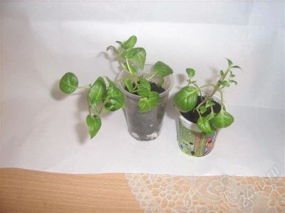 Лот: 673355. Фото: 1. фуксия 2. Горшечные растения и комнатные цветы