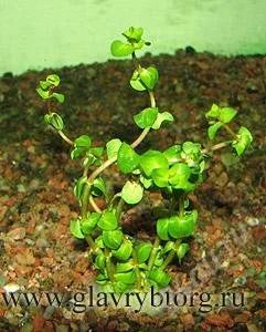 Лот: 925828. Фото: 1. Rotala sp. 'Pearl'. Водные растения